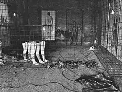 action Survive (1984)