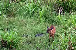 A young sitatunga, a type of swamp antelope