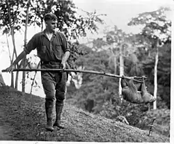 A Man caries a 8 ft long stick horizontally with a sloth clinging to the other end.