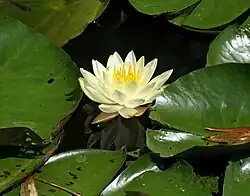 Nymphaea alba.