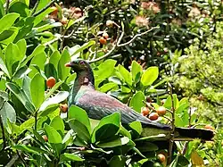 A kererū (a purple greenish white coloured bird) sitting in a fruiting karaka tree, surrounded by orange coloured fruits.