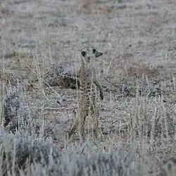 Meerkats are abundant
