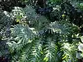 King Fern (Ptisana salicina) in the Almorah Rock Forest near the Auckland Southern Motorway