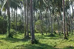 Coconut palm plantation in the south