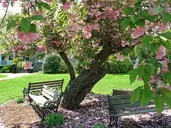 Kwanzan Cherry Tree, May 2013