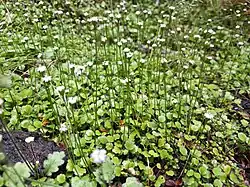 A field of green leaves with long-stalked white flowers