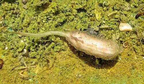 Eristalis larva with respiratory siphon