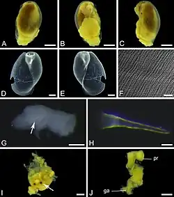image of gastropod Laona Nanseni