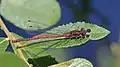 Image 10Large red damselfly in Swinley Forest, Berkshire (from Portal:Berkshire/Selected pictures)