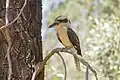 Laughing kookaburra, Kindra State Forest