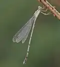 Female (lateral view)
