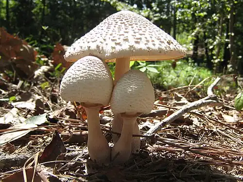 Leucoagaricus americanus