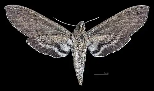 Lintneria merops ♀ △