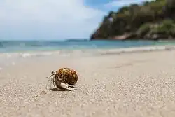 Little Crab at Ko Lanta clear