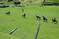 A polo Match at Fairy Meadows