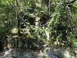 Dangling over Freshwater Creek near Cairns