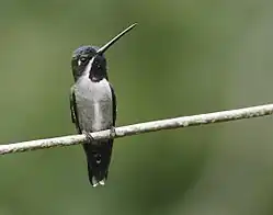 Female - Morti, Panama