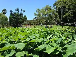 The ponds in summer, full of water plants
