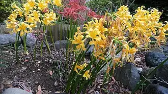 Lycoris aurea (yellow) and Lycoris radiata (red) in Chiba Japan