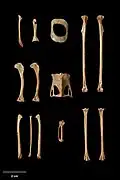 Variety of recovered A. novaezealandiae bones
