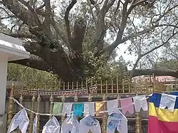 Mahiyangana Viharaya Bodhi Tree