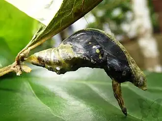 Pupa