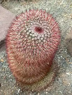 A color picture of a reddish-spined cactus