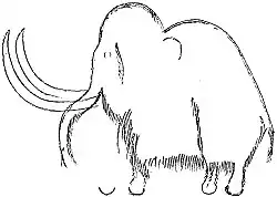 Engraved outlines and hair underlying the painting of one of the mammoths, from the wall of the Galerie des Fresques. After Breuil.