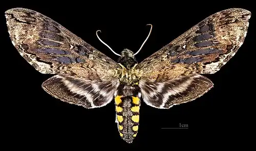 Female dorsal Coll. MHNT