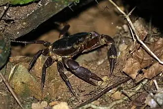 Juvenile R. garmani Trinidad