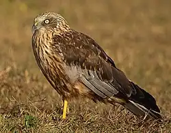 Marsh harrier.