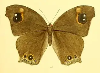 Dorsal view