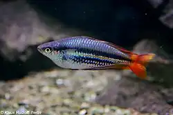 An image of the Papuan Rainbowfish