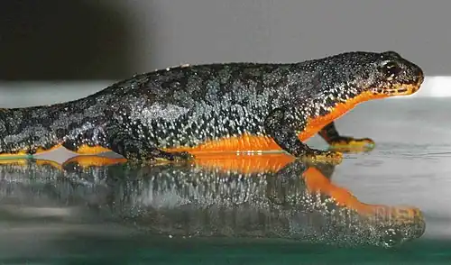 Mesotriton aplestris