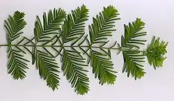 Dawn redwood foliage – note opposite arrangement