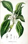 An illustration as depicted in Flora Javae; Magnolia × alba was first classified as Michelia Longifolia sic ()