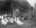 A farm worker hand-feeding geese and chickens