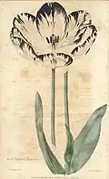 "Miss Fanny Kemble" tulip, Edwin Dalton Smith, 1833.[27]