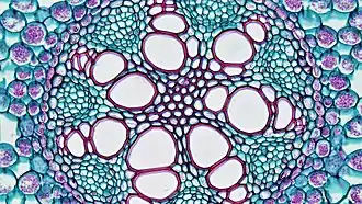 The vascular bundles of the root of the genus Acorus (monocotyledons) can be seen in the endothelium and the Casparian strip around the middle column. The Casparian strip is dyed red because it contains lignin.