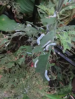 Larvae of Monostegia abdominalis