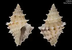 Shell specimens