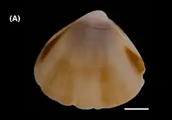Bivalve shell