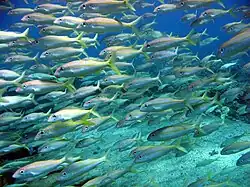 Mullidae 'Mulloidichthys flavolineatus'