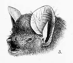 Drawing of bat head