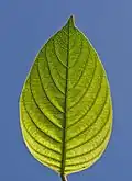 Leaf of Mussaenda philippica