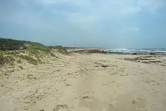 Sargassum, or seaweed is vital to a healthy beach and is sometimes a common site in the Park.
