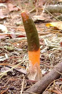 Specimen from Florida, US