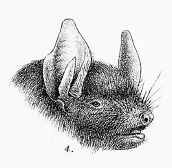 Drawing of bat head