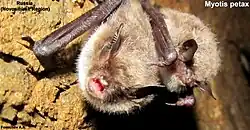 Gray bat