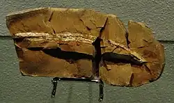 Myxineidus gononorum, an agnathan which is considered as hagfish or lamprey